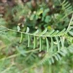 Vicia monantha Leaf