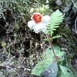 Gloxinia erinoides Floare