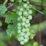 Vitis aestivalis Плод