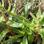 Dudleya lanceolata Yaprak