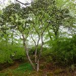 Rhododendron sinogrande Hábito