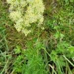 Thalictrum lucidum Ліст