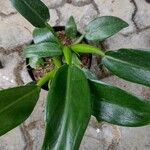 Philodendron martianum Blad