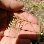 Bromus tectorum ফল