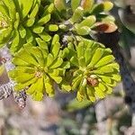 Abies koreana Leaf