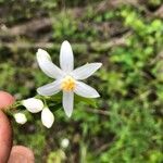 Styrax americanus Blüte