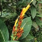 Sanchezia nobilis Flor