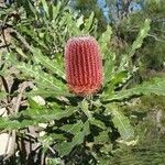 Banksia menziesii Λουλούδι