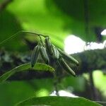 Polystachya cultriformis Плод