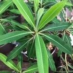 Euphorbia mellifera Lapas