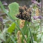 Carex parviflora Flor