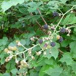 Rubus macrostachys Habit