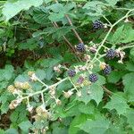 Rubus macrostachys Характер