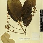 Saurauia napaulensis Other