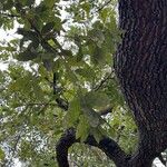 Quercus virginiana Лист