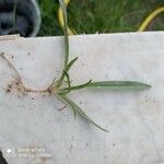 Wahlenbergia capillaris Blad