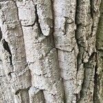 Quercus montana Bark