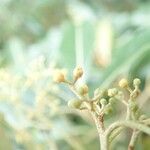 Aglaia elaeagnoidea Virág