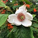 Magnolia sieboldii Kvet