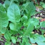 Rumex pulcher Leaf