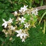 Campanula lactiflora 花