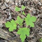 Ribes cynosbati Leaf