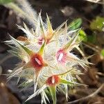 Trifolium stellatum Blüte
