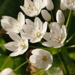 Allium neapolitanum ᱵᱟᱦᱟ
