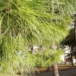 Pinus pinaster List