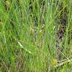 Carex lasiocarpa Hábito