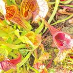 Sarracenia flava Habitat