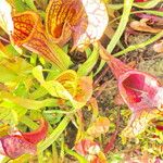 Sarracenia flava Hábito