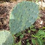 Opuntia engelmannii Corteccia