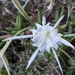 Pancratium maritimum പുഷ്പം