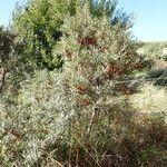 Hippophae rhamnoides Habit