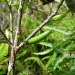 Geniostoma borbonicum Плод