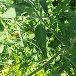 Agastache rupestris Leaf