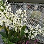 Dendrobium speciosum 整株植物