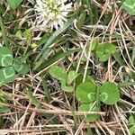 Trifolium repens Žiedas