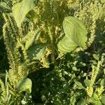 Amaranthus hybridusLeht