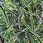 Ficinia truncata Hoja