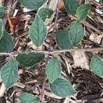 Cotoneaster obscurus Leaf