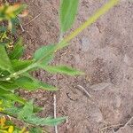 Encelia californica पत्ता