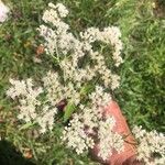 Eupatorium perfoliatum Flower