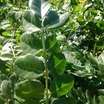 Sophora tomentosa Leaf