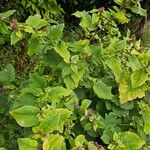 Arctium nemorosum Hábito