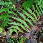 Dryopteris filix-mas Feuille