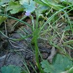 Romulea columnae Blatt