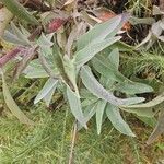 Salvia apiana Leaf