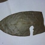 Duroia longiflora Leaf